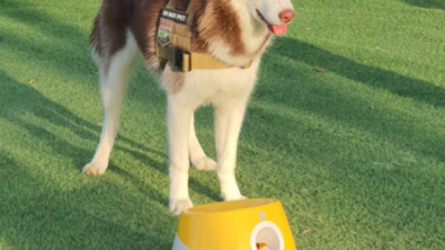 멍멍이 행복 충전! 자동 공놀이 솔직 후기 & 꿀팁 대방출 🐾